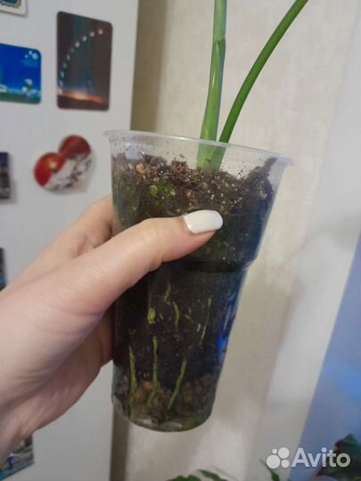 Аглаонема Фридман