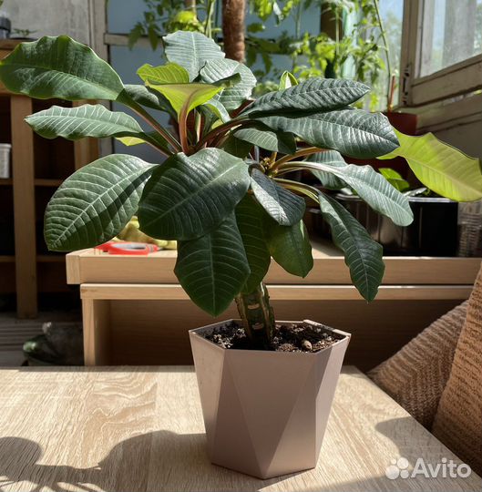 Молочай беложильчатый