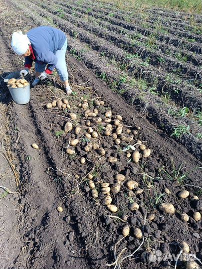 Продам картофель сорт Аризона и Вега