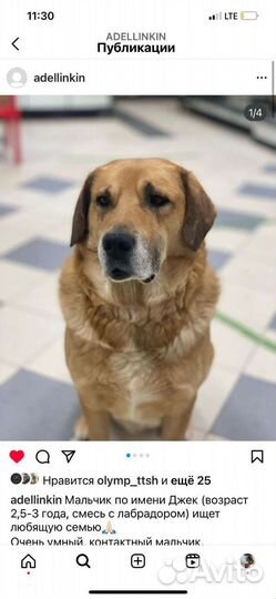 Добрейший пес ищет дом