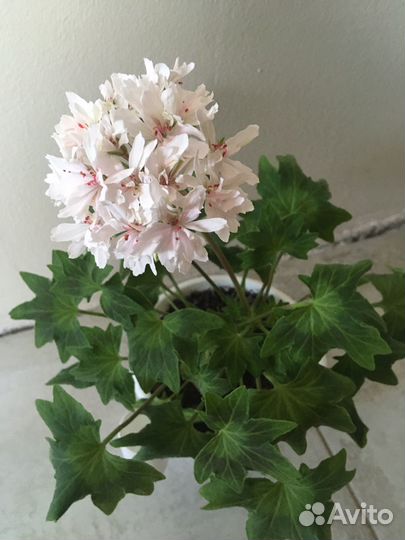 Стеллар пеларгонии