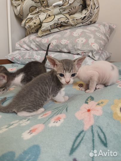 Донской сфинкс браш котята