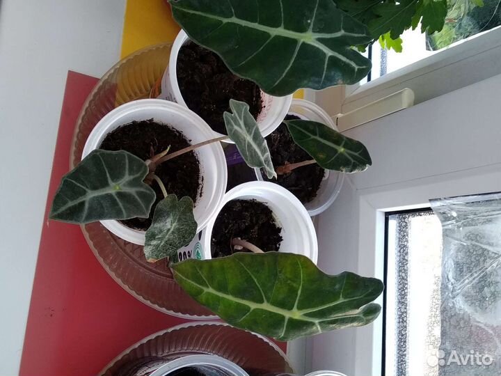 Алоказия Полли