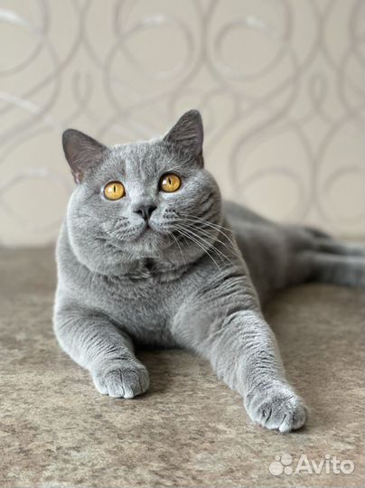 Британский кот