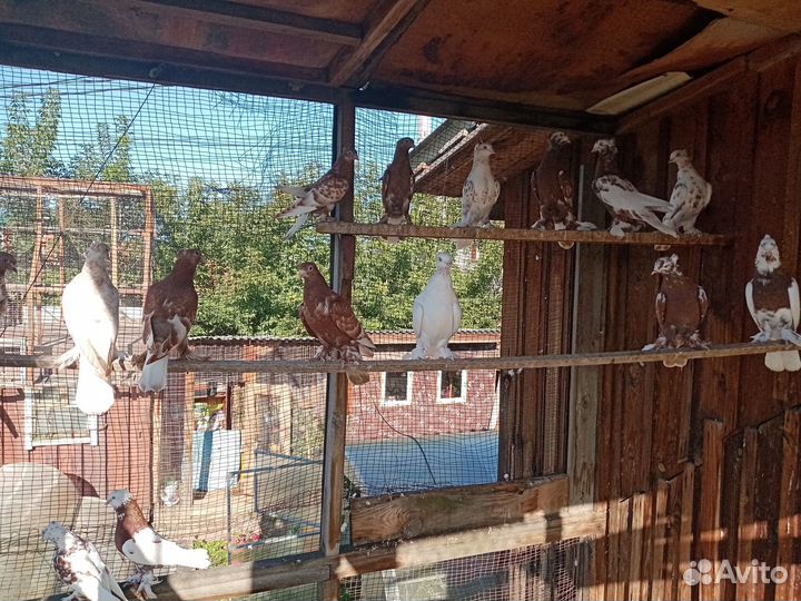 Продажа андижанских голубей