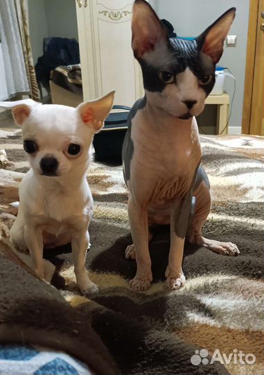 Передержка маленьких собачек