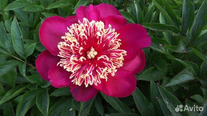 Пион Бандмастер