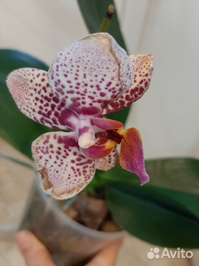Орхидея фаленопсис Чармер