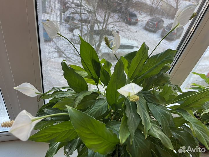 Спатифиллум