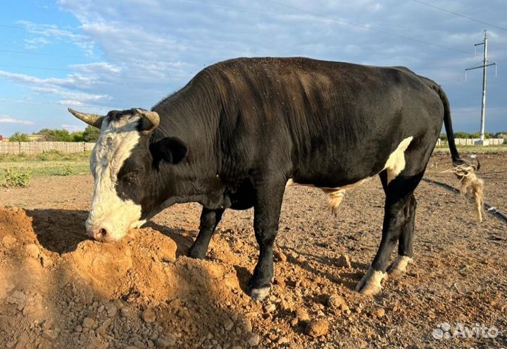 Бычки и телочки телята