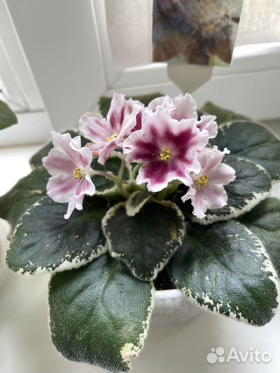 Фиалка Маргарита химера