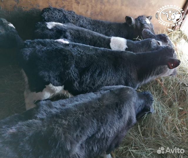 Телята бычки