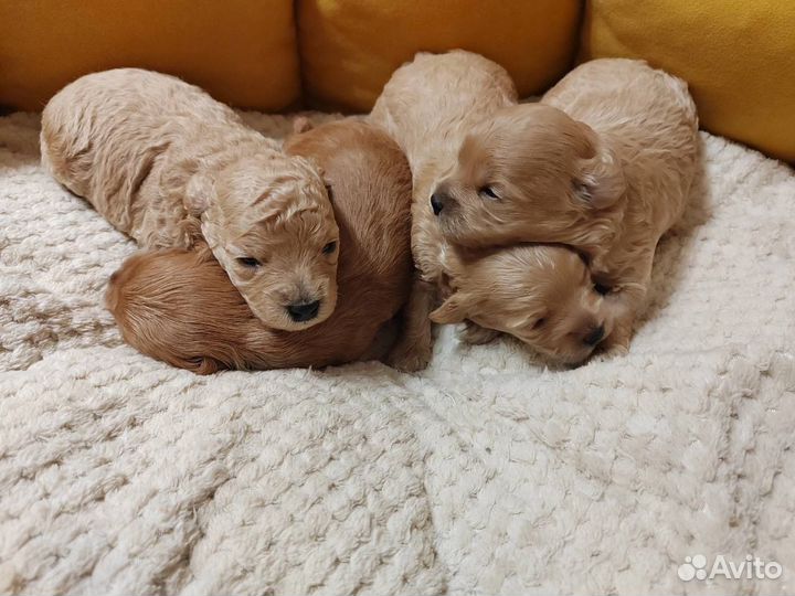 Мальтипу микро