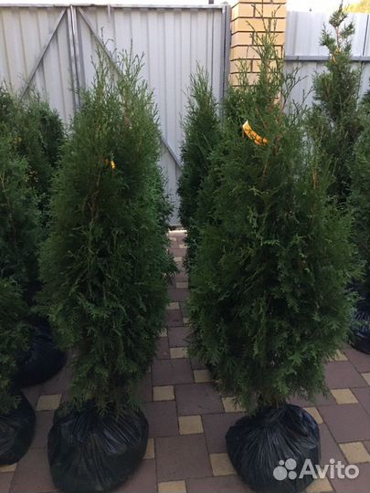 Туи, кипарисовик, хвойные в ассортименте