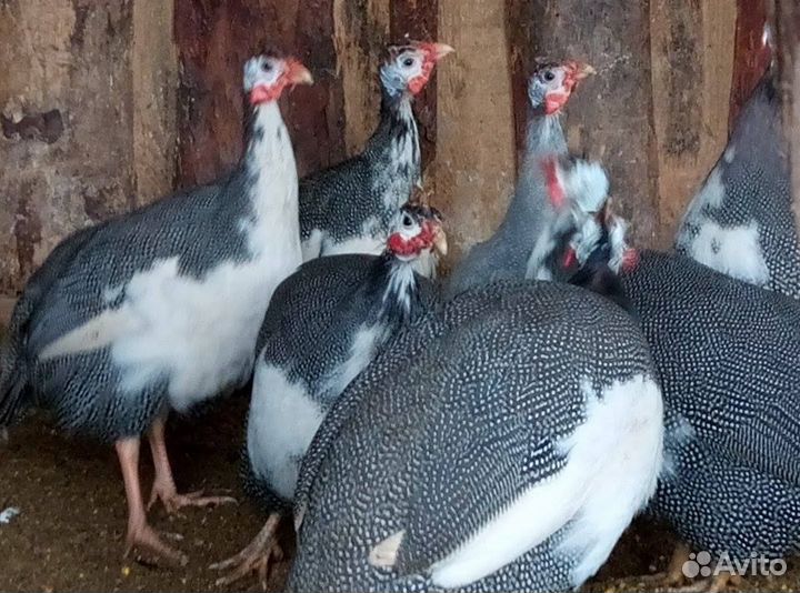 Продам цесарок