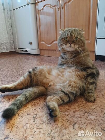 Вязка кота Шотландский Вислоухий