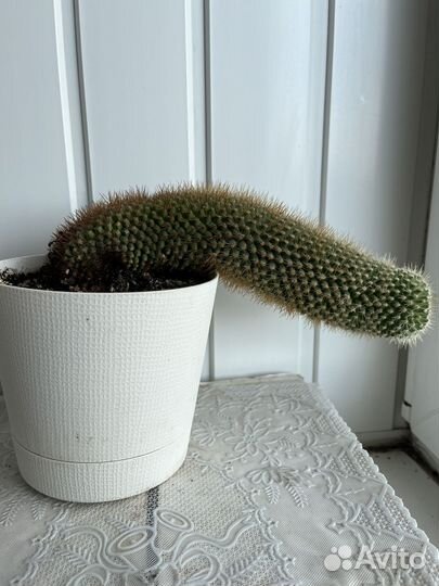 Большой кактус