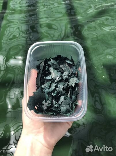 Живая сушеная спирулина