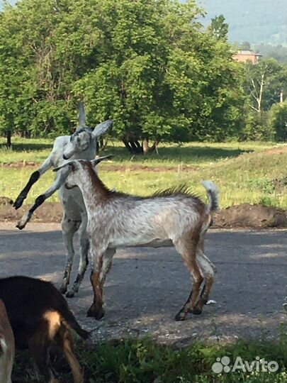 Козел нубийский