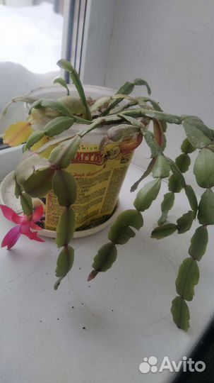 Цветок декабриста