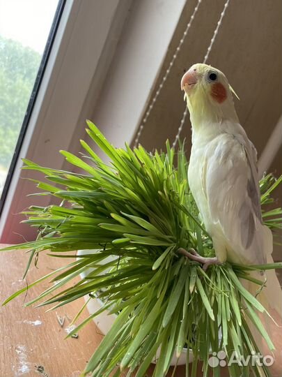 Продам 2-х птиц с клеткой