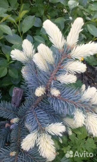 Ель голубая Биалобок