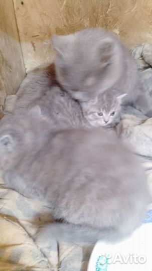 Британская кошка