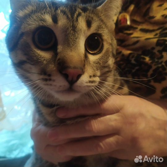 Котенок 9 мес. в добрые руки, Москва