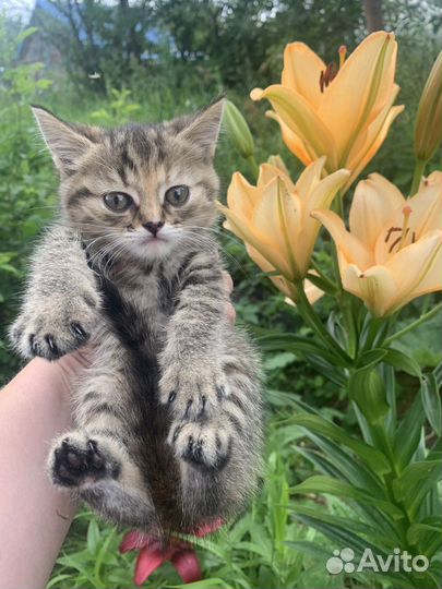 Шотландские котята
