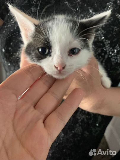 Домашние животные котята