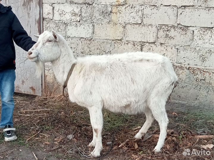 Коза и козочка