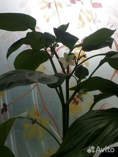 Перец сладкий