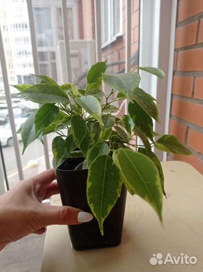 Фикус бенджамина