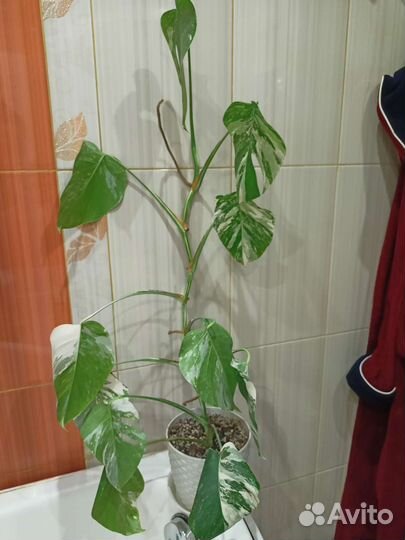 Монстера вариегатная альба