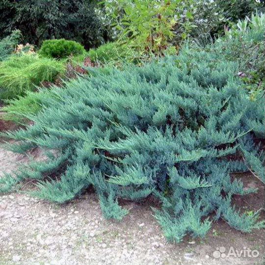 Мож-ник Блю Чип