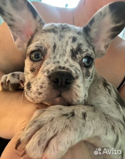 Французский бульдог мини девочка