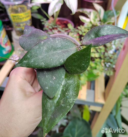 Hoya caudata v. Sumatra