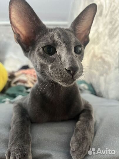 Ориентальный кот