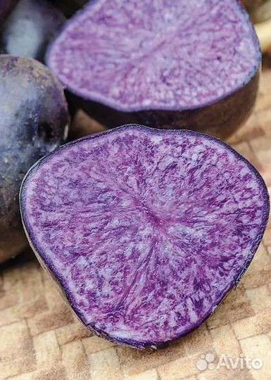 Картофель фиолетовый картошка