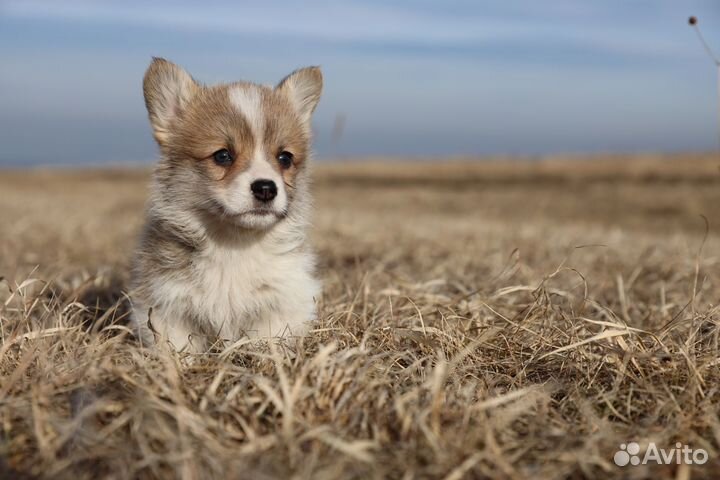 Вельш корги пемброк