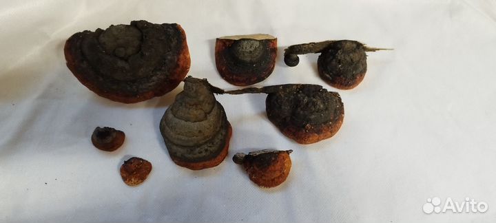 Гриб трутовик для поделок и декора