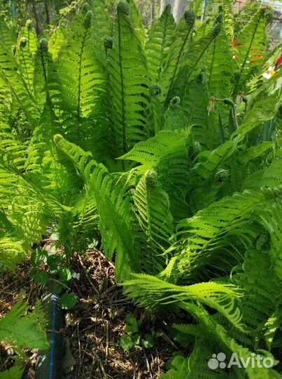 Папоротник садовый страусник