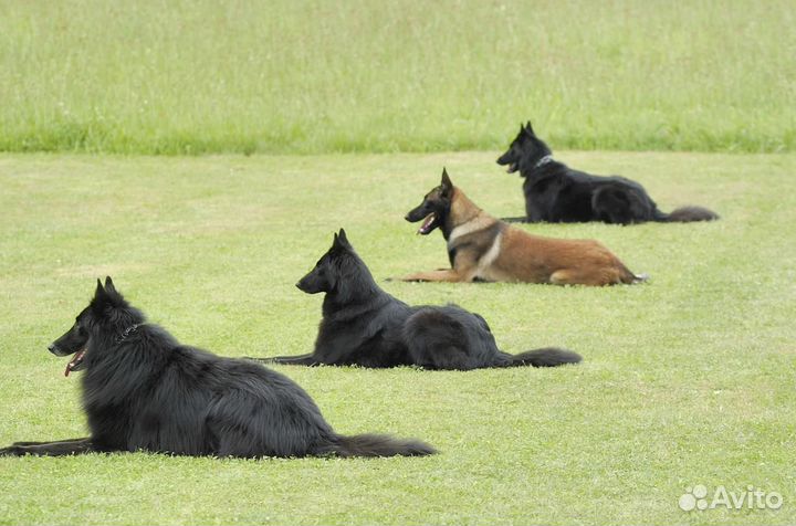 Дрессировка собак, волков, лис