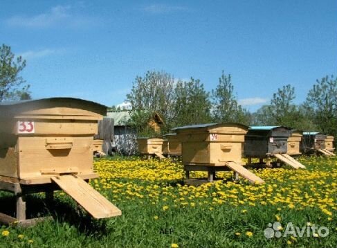 2024 Мед натуральный с Алтая опт