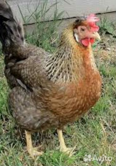 Яйцо инкубационное породных кур, помесь и цыплята