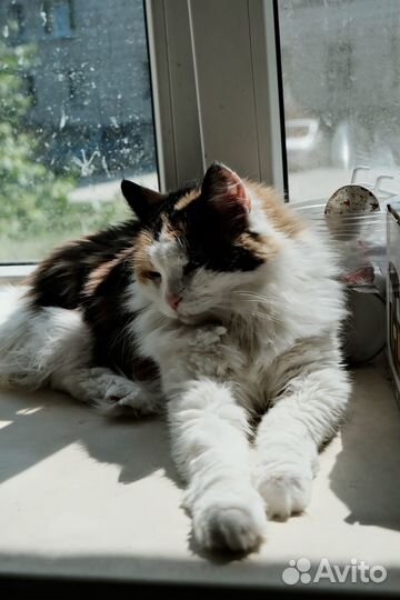 Трёхцветная кокетка