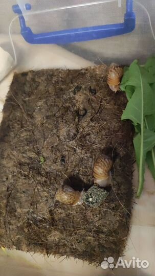 Улитки ахатины бесплатно