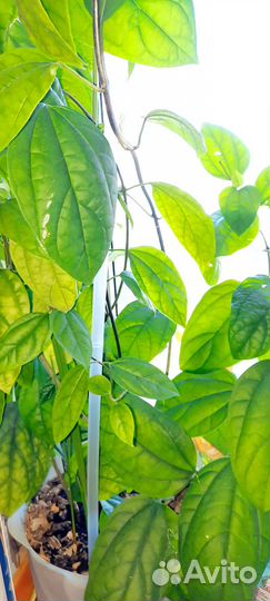 Клеродендрум томпсон