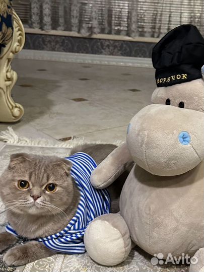 Кот на вязку