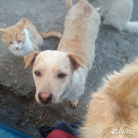 Молодой пёс